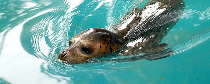 Zeehonden bij Deltapark Neeltje Jans